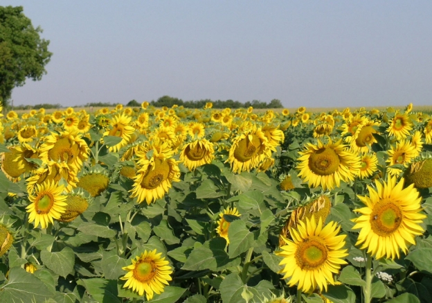 Polemiche sulla centrale a biomasse nel Salento.
